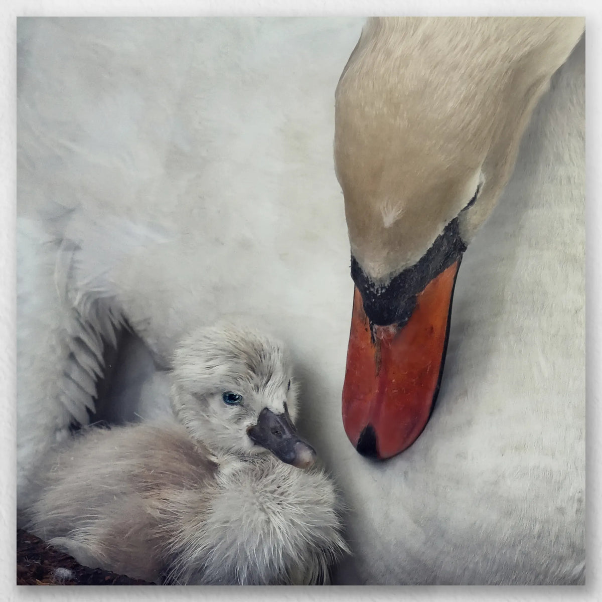 AL-050W050